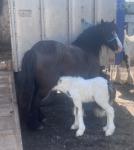 12.1hh Broodmare with Colt Foal at Foot