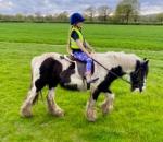 13.2hh, 12 year old cob mare. Great lead rein pony. Enjoys a hack, will trot over poles/ small jumps. Bombproof in traffic. Been ridden by various ages and abilities. 
