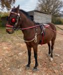 4 year old full bred gelding 15.1hh a gentlemen in and out of harness. Been on all the drives this year, does not pull and will stand all day, do 5 mph or over 30. Out of a USA mare and The Wild One, £950 ono. 