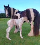 The Golden Archer, 15hh Stallion at Stud