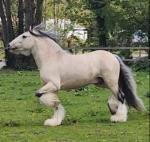 The Golden Archer, 15hh Stallion at Stud