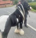 Cracking little stallion, very well bred from Pussycat Doll lines, he produces some top foals. Plenty of bone, feather and short coupled himself with double mane. Fantastic to catch, good to trim and handle. Approx 12hh, he's like a baby. 