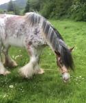 Ride and drive blagdon mare. Strawberry roan and white, Approximately 14hh, 6 years old. Used every day. Anyone can take her out, even kids. Driven more than ridden but she will go anywhere ( alone or with other horses), ideal first horse, no faults. 