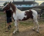 Half bred colt for sale for, no fault of his own, just making room for another one. He stands about 15hh, drives and rides and can move and do his job.