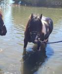 Soldier Boy, 12.2hh Gelding