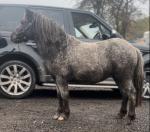 Shetland mare, 4 years old! Spotty roan standard size Shetland mare, super quiet and been handled by kids daily, videos can be seen. She's been broken to ride and drive and proving very quiet. 