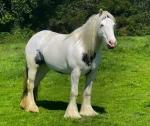 Dolly P, 13.3hh 8 year old mare. Bred out of Diamond Cutter. Dolly is a ride & drive. She's done more driving than riding. She has pulled a living wagon numerous occasions to Appleby with her previous owner. Lovely forward going, keen mare. If you're looking for a cob that gives some speed in the shafts then this is the mare for you. 