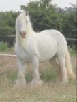 Rafe: a stunning ride and drive cob, he is 10 years old and just an amazing boy. A good all rounder. 