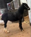 Here we have Tyrone, 12.3hh driving pony, a very quiet little horse. All shod up and up to date with worming, etc... Good to do in all ways. No lumps, bumps or itch, no blue eyes. 