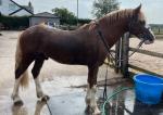 13.1hh, liver chestnut gelding, rising 4. Registered Welsh section D. 4 white socks, a stunning pony with beautiful knee movement. 