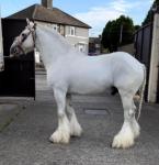 Big Cas, he's 15.3hh on the stick, 8 year old. He's by Wombul and is a full brother to the Barron. Proper cob, leaves toppers of foals, all colours and all have good height. 