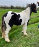 12.2hh 3 year old half bred colt (trotter x cob). Broken to drive earlier this year and going about his job perfectly. Will stand about at junctions and in traffic, or get about his job, can trot 15 mph. All shod up ready to carry on with. 