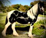 Phillip, 3 year old, piebald colt. He is broken to drive and has mostly driven, but has been ridden around the yard with a bridle on. 