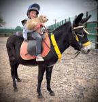 Jenny, the donkey, 12 year old, super quiet jenny donkey. Broken to ride and drive, loves kids. She is very, very friendly and catch her on 100 acres. 