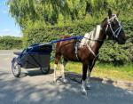 14hh pacing mare, very quiet, very good to catch. 7 years old, ride and drive. Good with kids. 