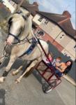 Peaches, 7 year old mare 14.2hh.Ride and drive. Very good manners easy to do. Been driven by children. 