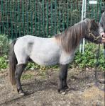 Full turn out, pony, cart and harness, all ready to go. Very nice little mare pony stands at 10.3hh. She is very quiet to handle, kids handle her daily, they ride her up and down the yard just on the head collar. 