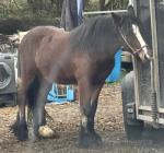 Benny, 3 year old, gelding cob. Absolutely bombproof in traffic, Benny has been with us for a few weeks now and has proven to have a very sane and sensible head on his young shoulders. He is absolutely amazing living out in a herd or even on his own as well as being great to stable. 
