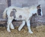 Ares and Zues, Colt Foals