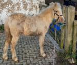 Akhal-Teke, WPB Colt