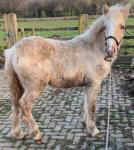 Akhal-Teke, WPB Colt