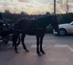 15hh Driving Gelding