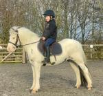 Celeste, 12.2hh Riding Mare