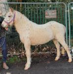 Billy, 12.3hh Ride and Drive Gelding 