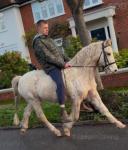 Billy, 12.3hh Ride and Drive Gelding 