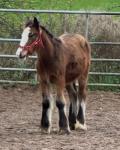 Colt Foal