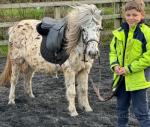 Standard size spotted mare, 9 years old, ride and drive although not driven with me. Good to ride but nervous on ground, not nasty, just needs a kind hand. 