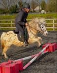 10.3hh Riding Mare