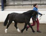 2 Year Old Welsh Section A Gelding