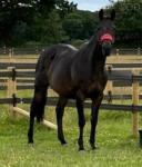 Sapphire, 16.2hh ISH Broodmare