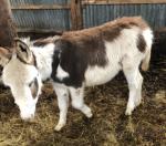 Charlie, Jack Donkey Foal