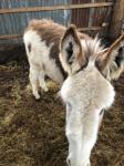 Charlie, Jack Donkey Foal