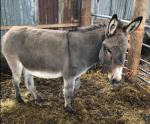 Lily, Jenny Donkey