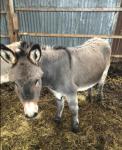 Lily, Jenny Donkey