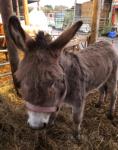 Bernie, Donkey Gelding