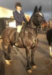 Calamity Jane, 15.1hh Riding Mare