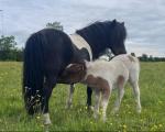 Colt Foal