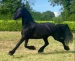 16.2hh Friesian Mare