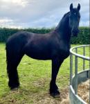 16.2hh Friesian Mare