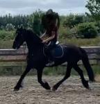 16.2hh Friesian Mare