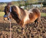 Dora, Shetland Mare