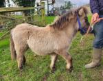 Sugar, Colt Foal