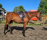 Delilah, 15.2hh Riding Mare