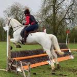 15.1hh Riding Gelding