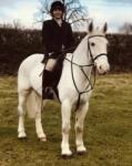 15.1hh Riding Gelding