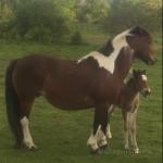 10hh Broodmare in Foal with Filly Foal at Foot